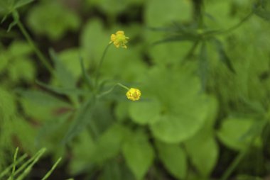 Güzel çiçekli bahar arkaplanı