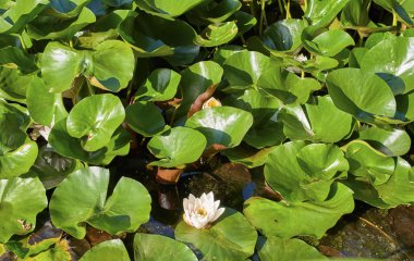 Çiçekli nilüferler.