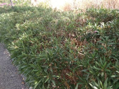 Hayfa, 11 numaralı dağın altında bir şehir.