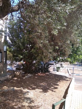 Dağdaki Hayfa şehri