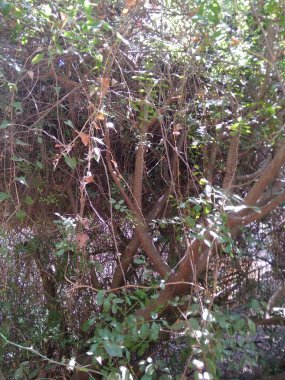 Dağdaki Hayfa şehri