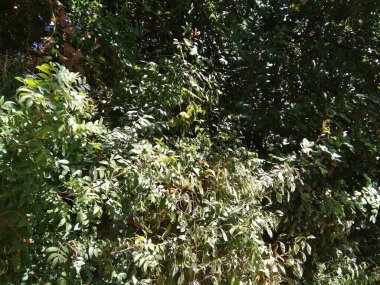 Dağdaki Hayfa şehri