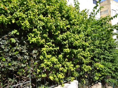 Dağdaki Hayfa şehri