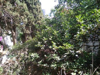 Dağdaki Hayfa şehri