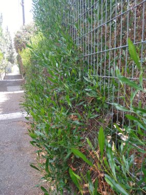 Dağdaki Hayfa şehri