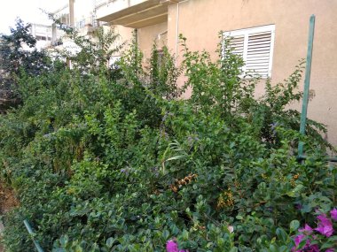 Dağdaki Hayfa şehri