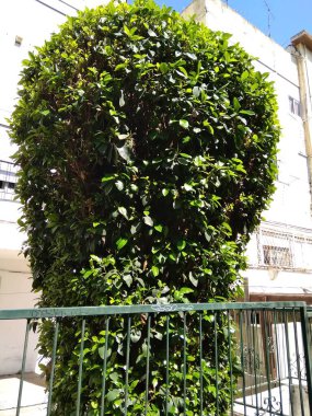 Dağdaki Hayfa şehri