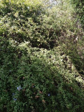 Dağda ve dağın altında harika bir şehir