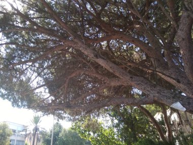 Dağda ve dağın altında büyük bir şehir