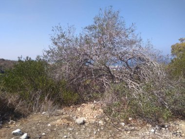 Dağda ve dağın altında büyük bir şehir