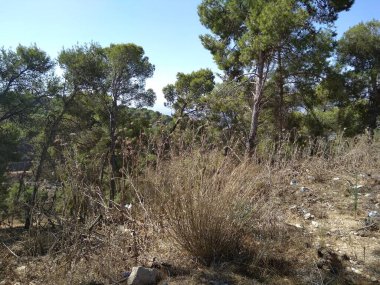 Afula Dağı Givat Hamore