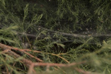 Yakın plan: örümcekler Çin ardıçlarının yemyeşil çalılarında ağ örerler