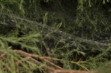 Yakın plan: örümcekler Çin ardıçlarının yemyeşil çalılarında ağ örerler