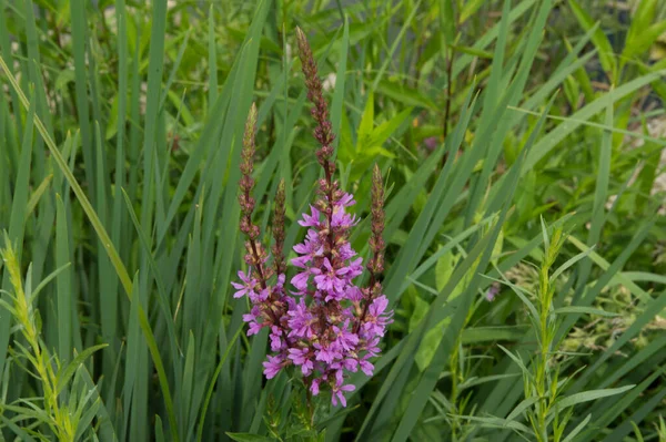 Close Malé Fialové Květy Běžné Tečkované Orchideje — Stock fotografie