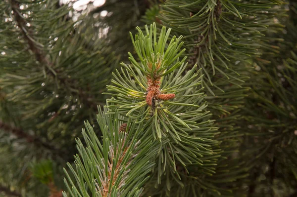 Close Pine Branches Strobili — Stock Photo, Image