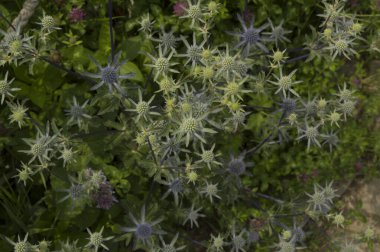 Yakın plan: Mavi eryngo 'nun mavi konik başlıkları 