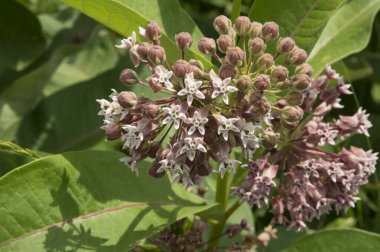 Yakın plan: Koyu mor sümsük otu döngüleri