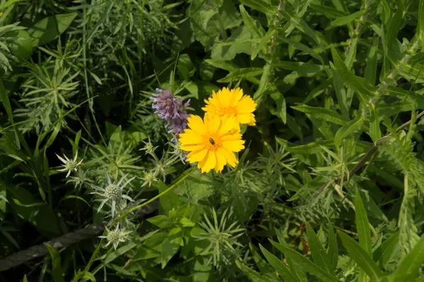 Nahaufnahme Gelbe Blüten Von Coreopsis Blauer Kehlkopf Blauer Bugle — Stockfoto