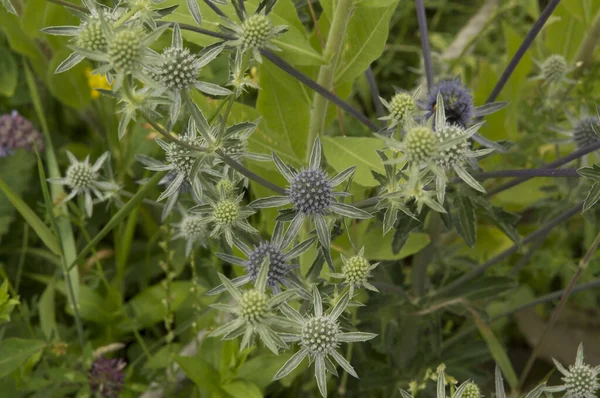 Gros Plan Capitules Coniques Bleus Eryngo Bleu — Photo