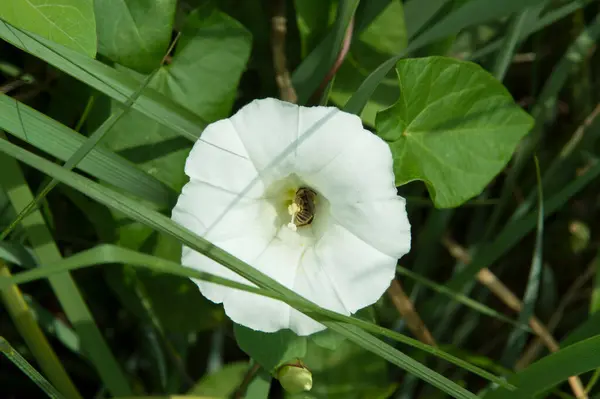 Primer Plano Flores Blancas Forma Trompeta Bindweed Con Una Abeja —  Fotos de Stock