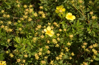 Yakın plan: Parlak sarı düğün çiçeği çiçekleri