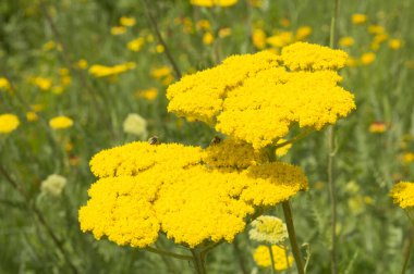 Yakın plan: Sarı çiçekli ay ışığı kuşağı ve bal çiği toplayan arılar.