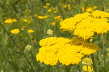 Yakın plan: Sarı çiçekli ay ışığı kuşağı ve bal çiği toplayan arılar.
