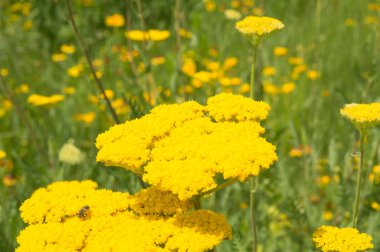 Yakın plan: Sarı çiçekli ay ışığı kuşağı ve bal çiği toplayan arılar.