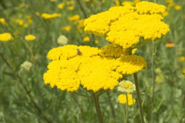 Yakın plan: Sarı çiçekli ay ışığı kuşağı ve bal çiği toplayan arılar.