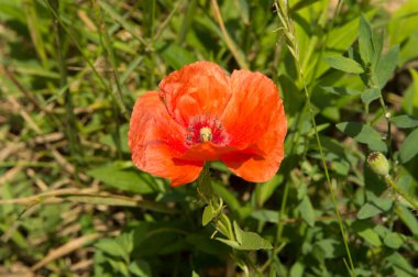 Yakın plan: Gölgede kırmızı gelincik çiçeği