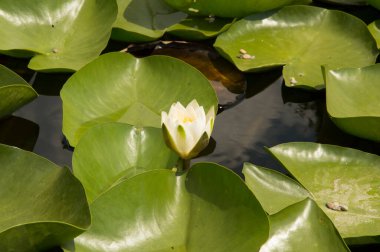 Nilüfer çiçeği büyük yuvarlak yapraklarla çevrili sanatsal bir gölde