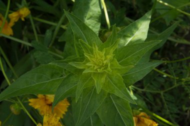 Yakın plan: Inula çiçeğinin simetrik kesit yaprakları