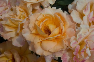 Yakın plan: açık turuncu beyaz dev gül.