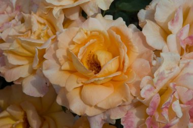 Yakın plan: açık turuncu beyaz dev gül.