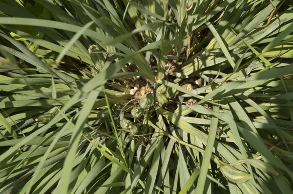 Close Plant Met Lange Bladeren Zaadkisten Van Bovenaf Gezien — Stockfoto