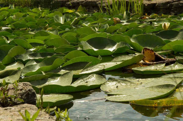 Lac Artificiel Avec Nénuphar Jaune Flottant Grandes Feuilles Rondes — Photo