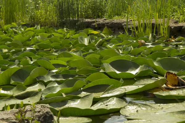 Danau Buatan Dengan Bunga Bakung Air Kuning Mengapung Daun Bulat — Stok Foto