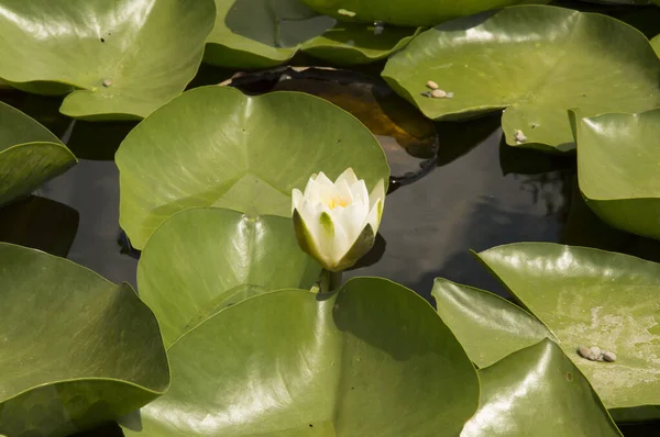 Bunga Lily Air Dikelilingi Oleh Daun Bulat Besar Danau Artistik — Stok Foto