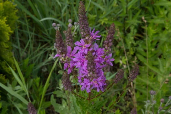 Gros Plan Petites Fleurs Violettes Orchidée Tachetée Commune — Photo