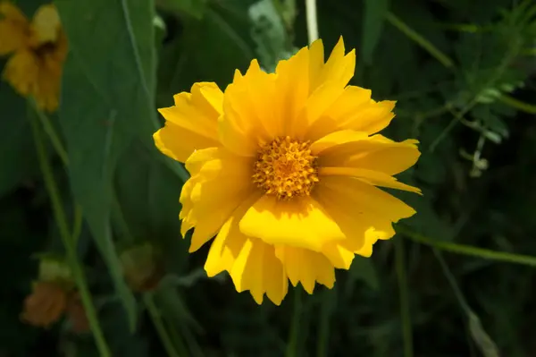 Зблизька Жовтий Цвіт Coreopsis — стокове фото
