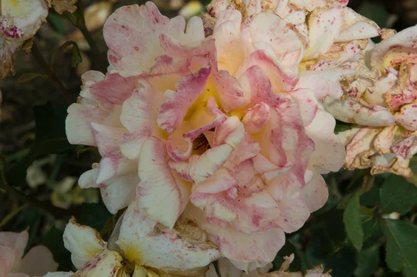 Närbild Ljusrosa Vitaktig Jätte Ros — Stockfoto