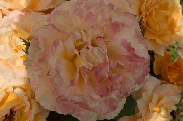Крупный План Светло Розовая Гигантская Роза Окружении Светло Оранжевых Роз — стоковое фото
