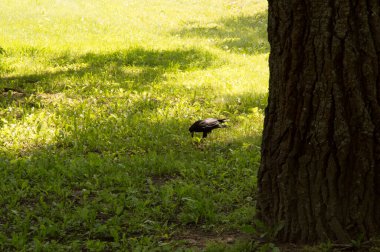 Kargalar ağaç gövdelerinde yürür