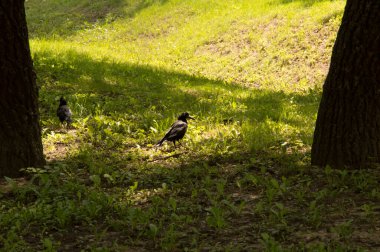 Kargalar ağaç gövdelerinde yürür