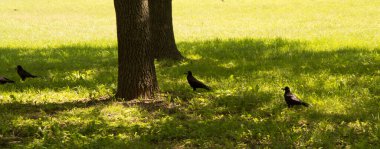 Kargalar ağaç gövdelerinde yürür