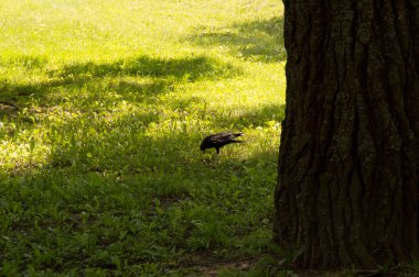 Kargalar ağaç gövdelerinde yürür