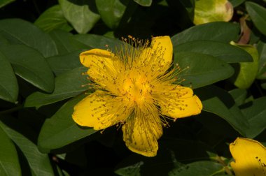 Yakın plan: Aziz John otunun sarı çiçeği