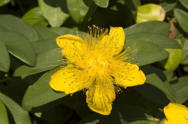 Yakın plan: Aziz John otunun sarı çiçeği