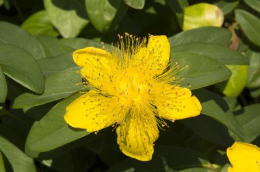 Yakın plan: Aziz John otunun sarı çiçeği