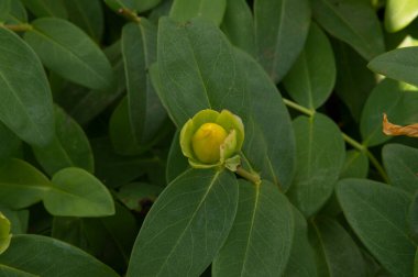 Yakın plan: Aziz John otunun genişletilmemiş sarı çiçeği.